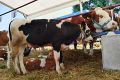 kzz-izlozba-stoke-6