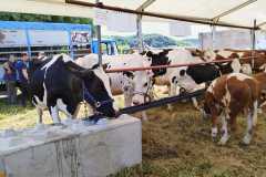 kzz-izlozba-stoke-9