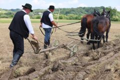 oraci_zagorje_oranje_natjecanje_konji9-1024x683
