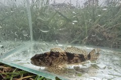 Pes-Cottus-gobio