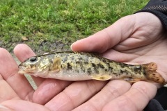 Potocna-mrena-Barbus-balcanicus