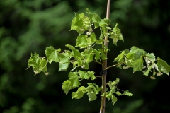 Arboretum_Opeka_obilazak-20