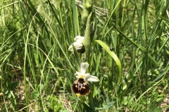 dani-orhideja6