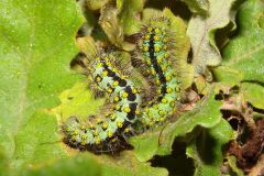 3-DSC02222-Saturnia-pavoniella