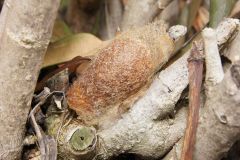 6-DSC08211-Saturnia-pavoniella-pupae