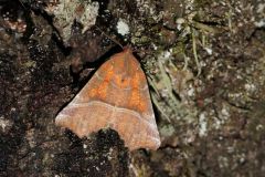 DSC02612-Scoliopteryx-libatrix