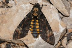 DSC07068-Acherontia-atropos