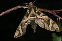 DSC07072-Daphnis-nerii