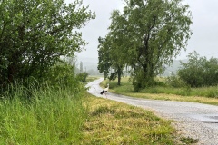 pustanje-rode-ju-zagorje-zeleno-4