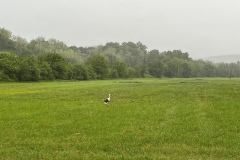 pustanje-rode-ju-zagorje-zeleno-5