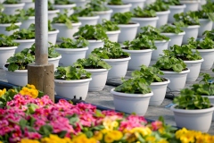 Poticaji_poljoprivreda-6